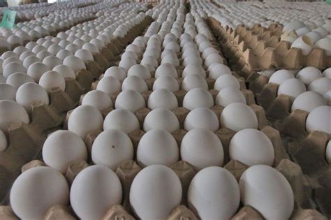 Broiler raisers hit influx of imported frozen chicken.